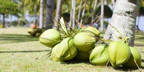Khasiat dan peranan kelapa